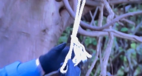 切る枝にロープをかける